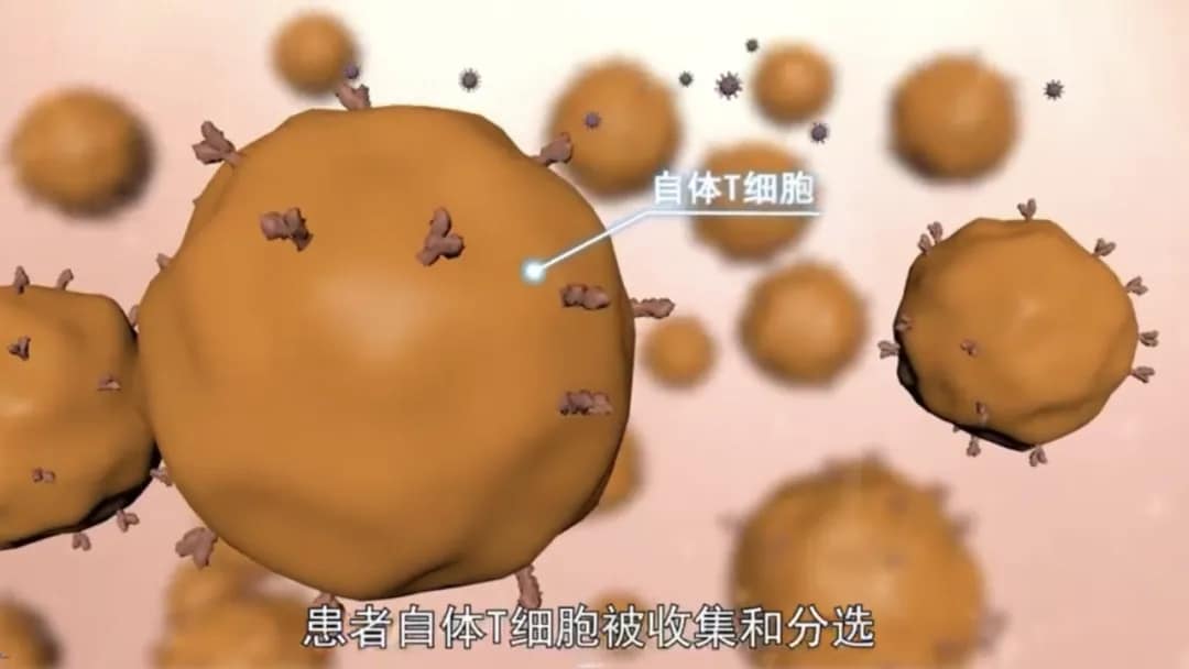Autologous T cells